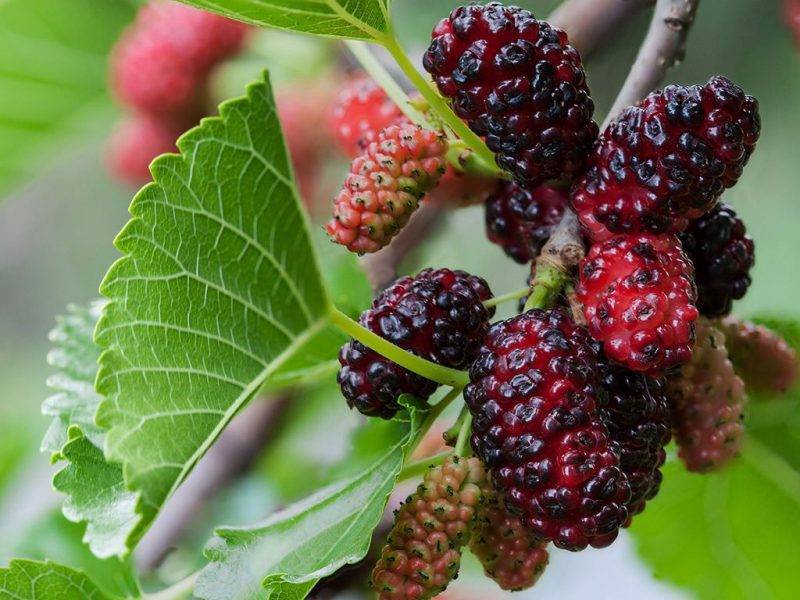 Шелковица купить саженцы из питомнике в Урус-Мартане