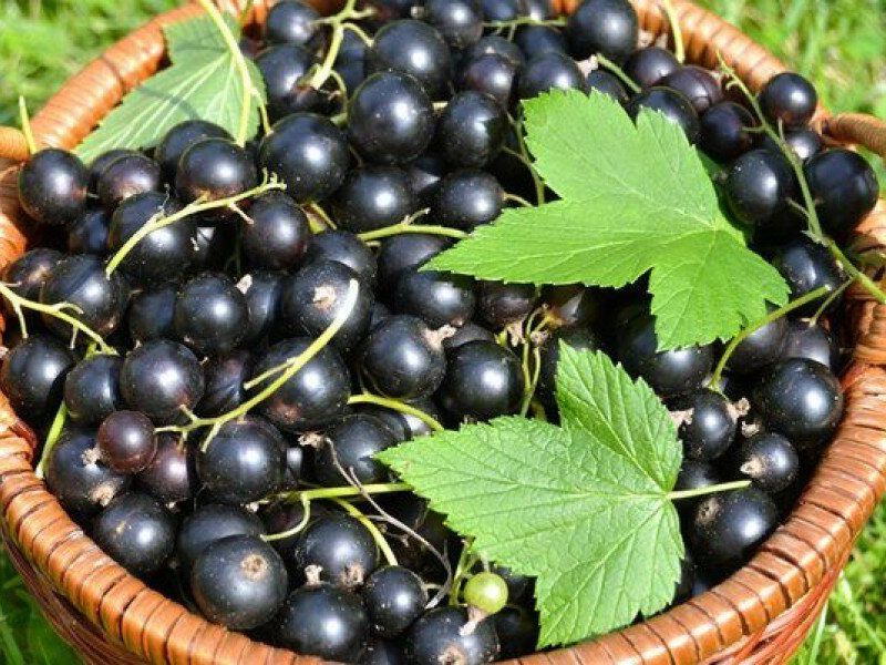Смородина купить саженцы из питомника в Урус-Мартане
