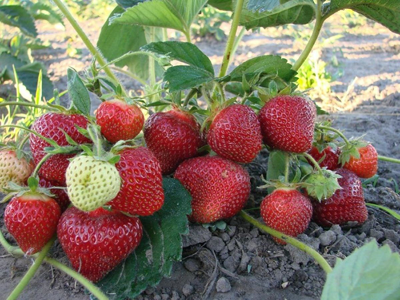 Клубника купить саженцы из питомника в Урус-Мартане