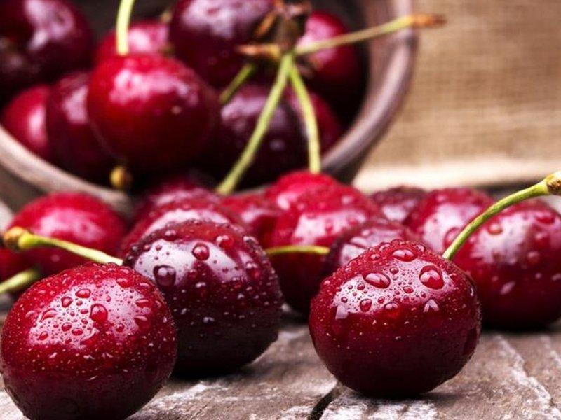 Вишня купить саженцы из питомника в Урус-Мартане