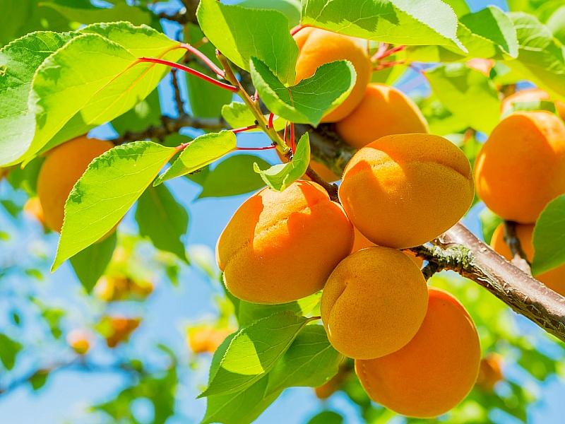 Абрикос купить саженцы из питомнике в Урус-Мартане