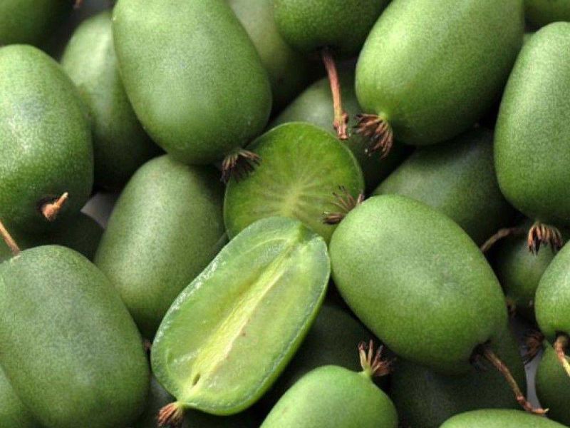 Актинидия купить саженцы из питомнике в Урус-Мартане