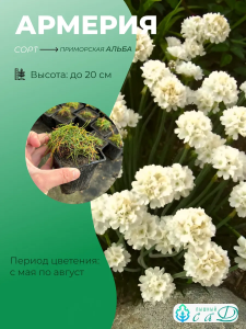 Армерия приморская Альба
