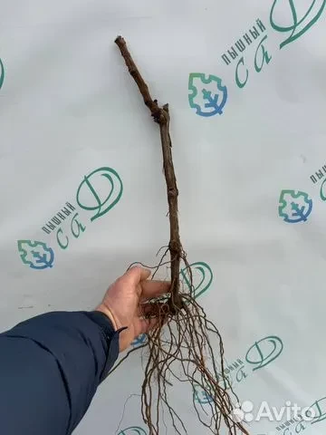 Виноград "БАСТАРДО МАГАРАЧСКИЙ" (конец сентября)